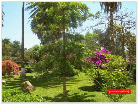 BOSQUE VENUSTIANO CARRANZA (Prados alrededor del Museo Regional, hace algunos...