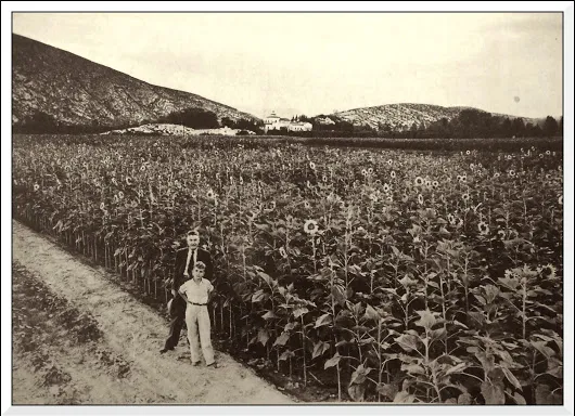 CAMPO DE GIRASOLES CERCA DEL CENTRO (CLUB) CAMPESTRE LAGUNERO  Corría el año ...