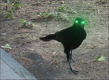 El Chanate Radioactivo